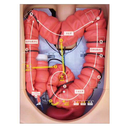 大腸内視鏡トレーニングモデル | 京都科学
