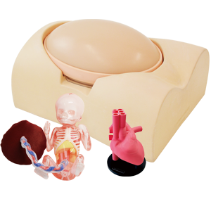 Fetus Ultrasound Examination Phantom SPACE FAN-ST HEART